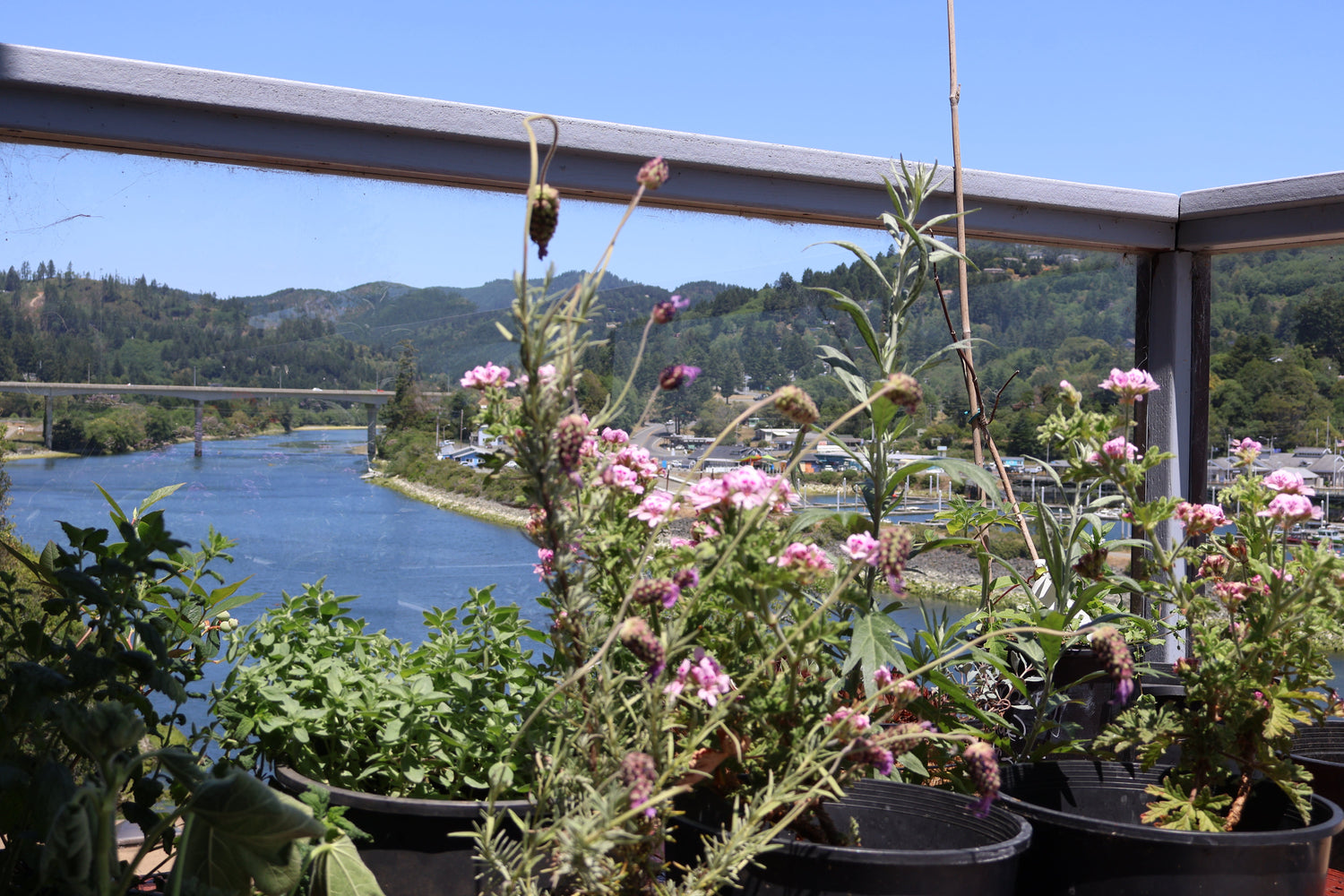 Medicinal Herbs Series