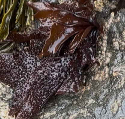 Seaweed Exfoliating Strips