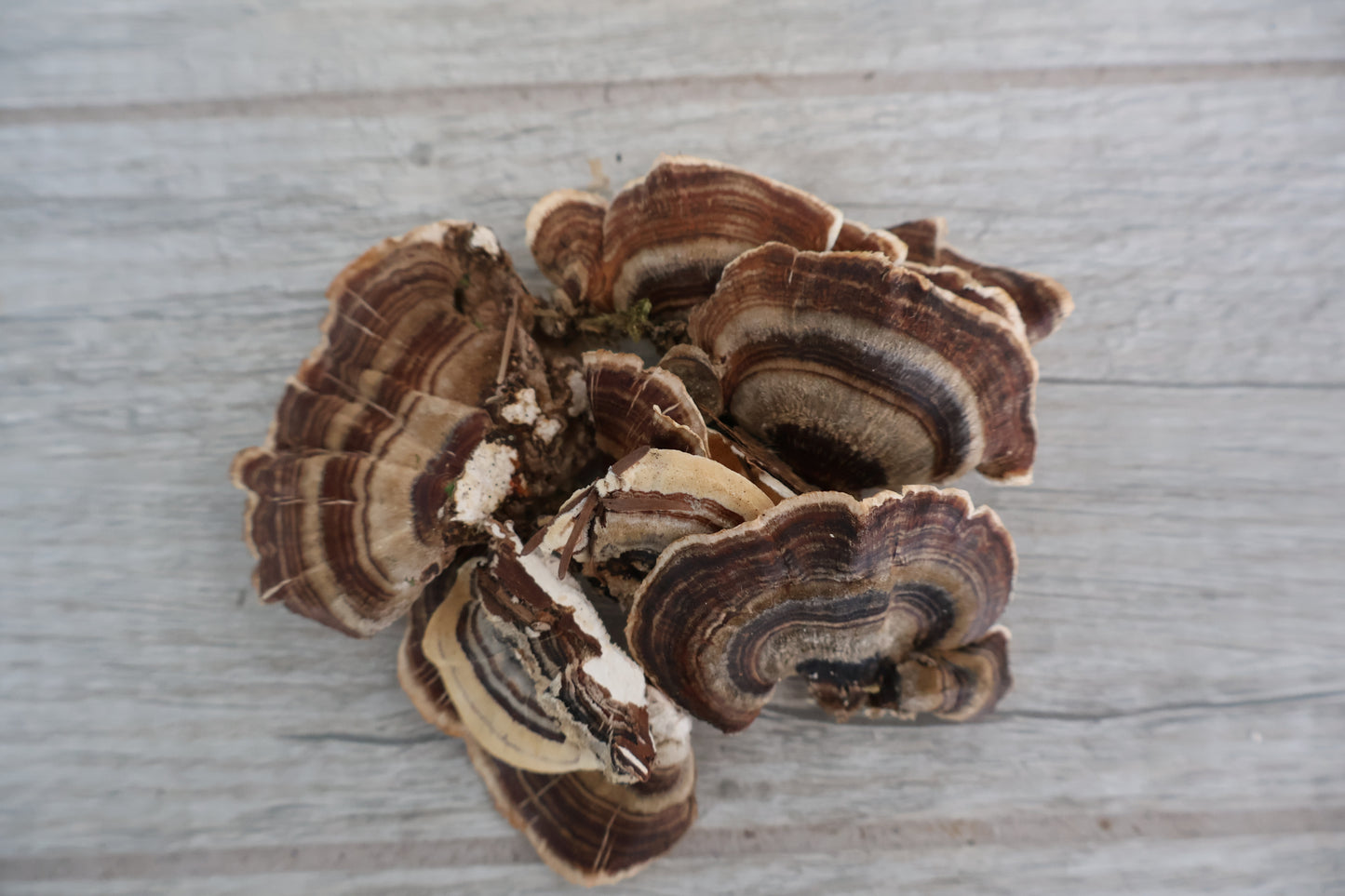Turkey Tail Powder, Wild Harvested