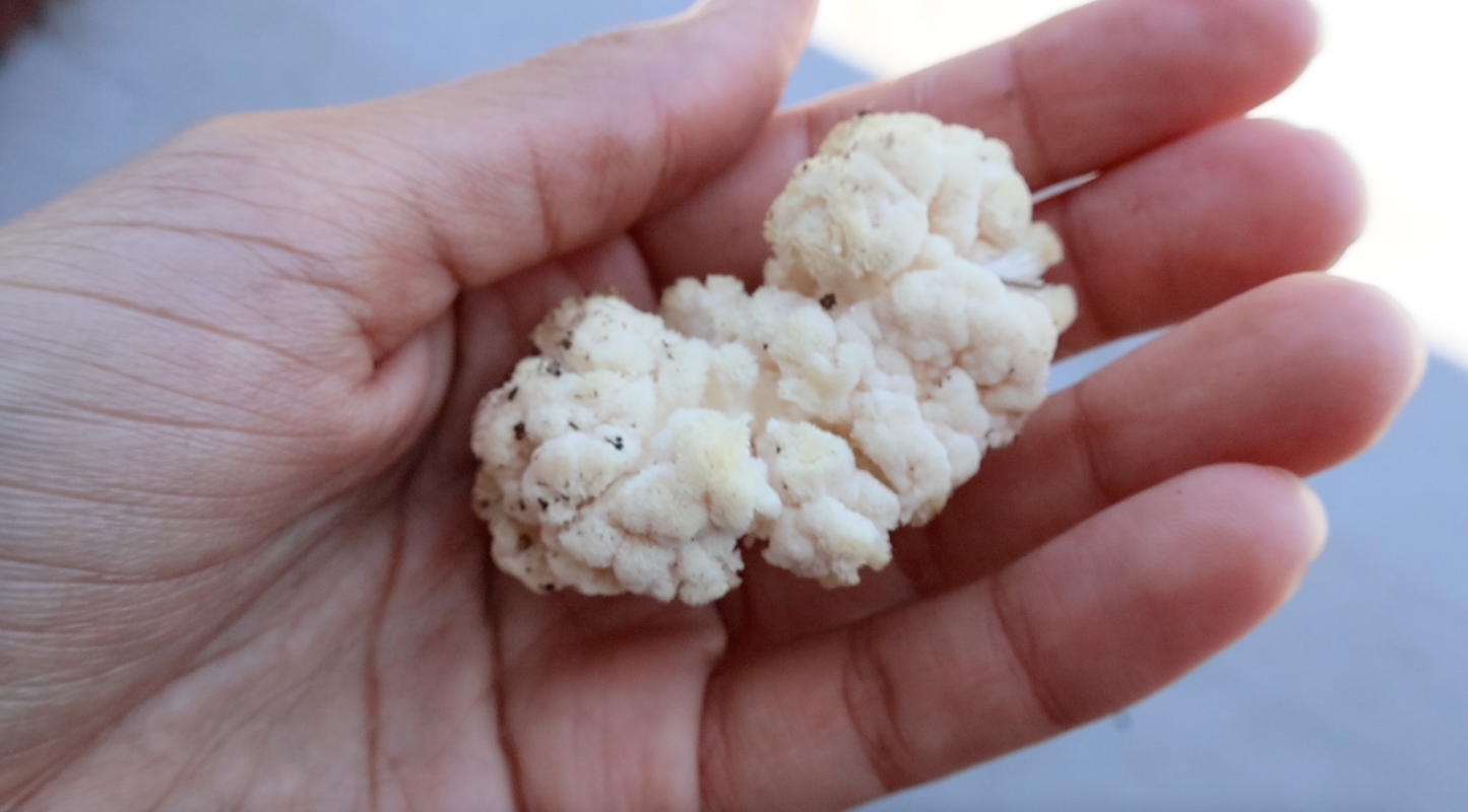 Coral Tooth Mushroom Tincture