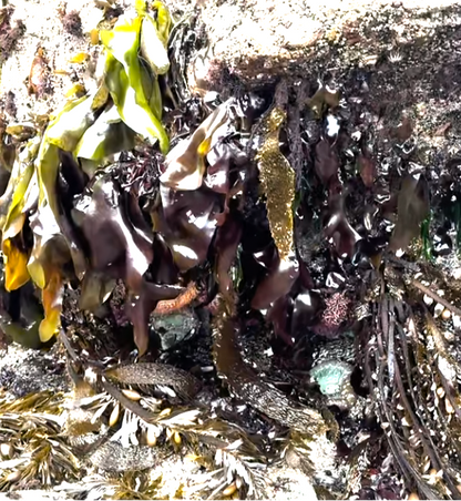 Seaweed Exfoliating Strips